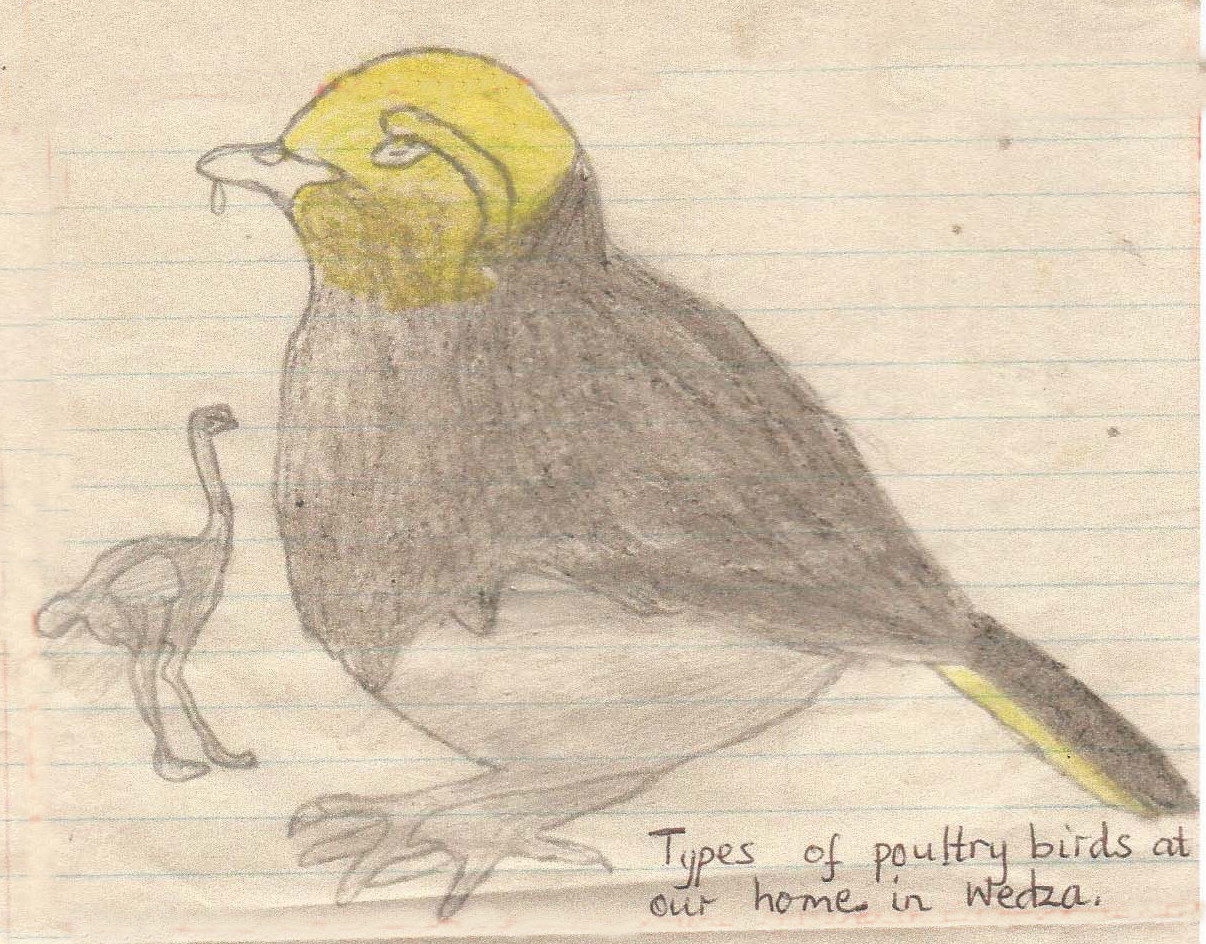 A child’s picture about staying with her foster family, “Types of poultry birds at our home in Wedza”